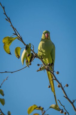 Bir halka boyunlu muhabbet kuşu, güneşli bir günde bir ağaç dalında meyve yiyor..
