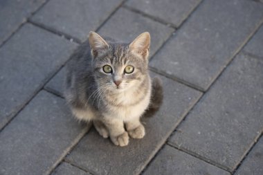 Genç, gri tekir, yeşil gözlü bir sokak kedisinin portresi..