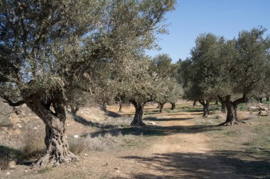İsrail, Kudüs 'ün dışında açık ve güneşli bir günde bir zeytinlik..