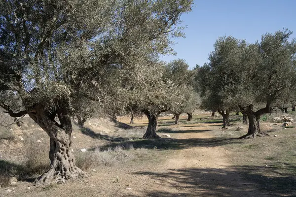 İsrail, Kudüs 'ün dışında açık ve güneşli bir günde bir zeytinlik..