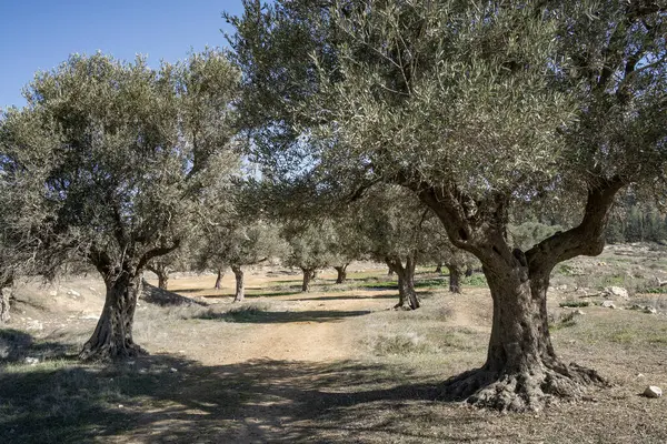 İsrail, Kudüs 'ün dışında açık ve güneşli bir günde bir zeytinlik..