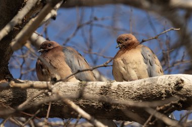 İki gülen güvercin güneşli bir günde bir ağaç dalına tünediler..