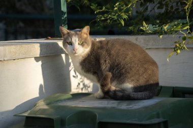 Tozlu bir çöp kutusunun üstünde yeşil gözlü bir sokak kedisi..