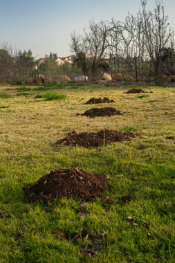 Bir sıra koyu kahverengi köstebek yuvası yeşil bir park çimenliğinde.