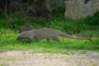 Alacakaranlık vakti yeşil çimlerde yürüyen Mısırlı bir firavun faresi.