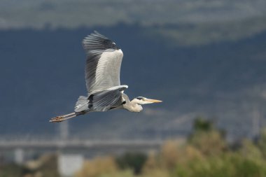 Arka planda bulanık nehir kıyısı olan kara kafalı balıkçıl kanatlarını açıyor..