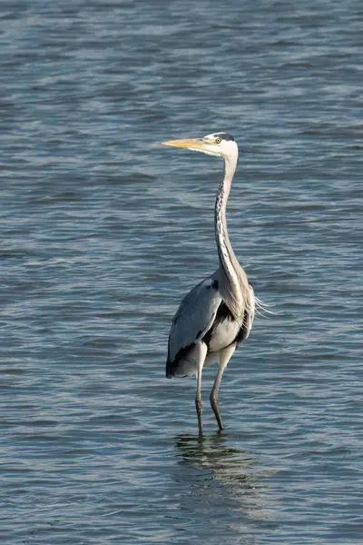 Güneşli bir günde bir derede duran siyah başlı balıkçıl..