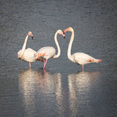 Üç flamingo, güneş ışığındaki doğal bir gölün sığ sularında duruyor..