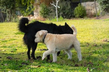 Parkta buluşan iki köpek koku duyuları sayesinde birbirlerini tanıyorlar..
