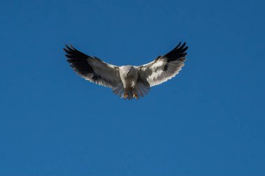 Açık mavi gökyüzünde avını arayan siyah omuzlu bir uçurtma..