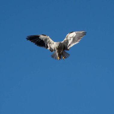 Açık mavi gökyüzünde avını arayan siyah omuzlu bir uçurtma..