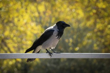 Metal bir çite tüneyen gri bir karga, arka plan için bulanık sarı sonbahar yaprakları.