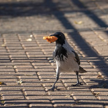 Kapüşonlu gri bir karga kaldırımlı bir caddede yürüyor, elinde gagasında bir et parçasıyla.
