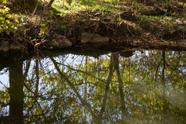 Güneşli bir günde sakin bir gölete yansıyan ağaçlar..