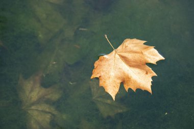 Gölün yüzeyinde yüzen altın sarısı bir sonbahar yaprağı. Diğerleri çoktan suyun altına yerleşmiş..