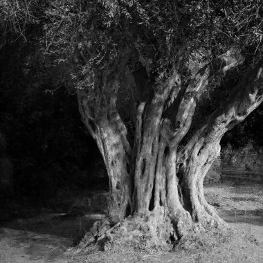 İsrail 'deki Judea dağlarındaki yaşlı bir zeytin ağacının siyah beyaz fotoğrafı..