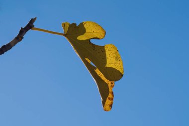 Sonbaharda sararan bir incir yaprağı, güneş ışığında bir dalda asılı..