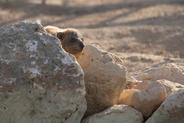 Kayalık bir arazide saklanan mükemmel bir kamuflaj gösteren bir kaya Hyrax 'ı..