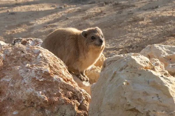 Sabahın erken saatlerinde kayaların üzerine tünemiş güneşin tadını çıkaran bir kaya Hyrax..