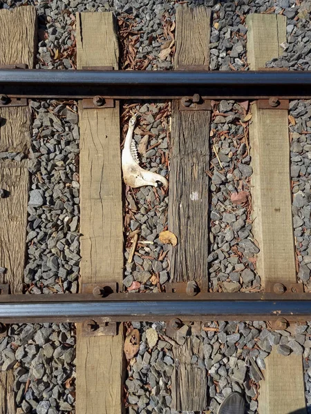 Bovine jaw in a rail in minas gerais brerazil