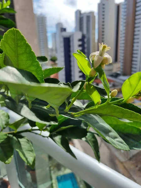 Flores Limonero Cultivado Apartamento Ceara Brasil — Foto de Stock