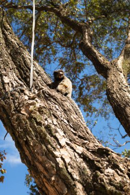 Brezilya 'da ağaç gövdesindeki küçük maymun