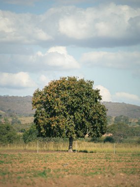 Minas gerais Brezilya 'daki sığır çiftliği.