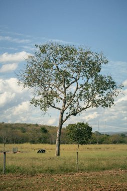 Minas gerais Brezilya 'daki sığır çiftliği.