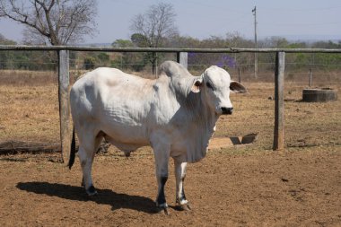 Nelore boğası Brezilya 'nın Cerrado' sunda bir çiftlikte ürer.