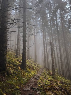 Dağlardaki ormanda sisli bir sabah