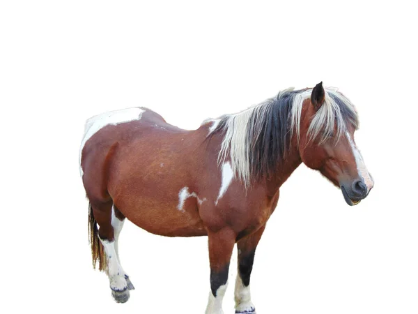 Pferd Isoliert Auf Weißem Hintergrund — Stockfoto