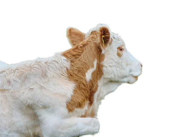 Mucca Isolata Sfondo Bianco — Foto Stock