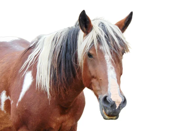 Paard Geïsoleerd Witte Achtergrond — Stockfoto