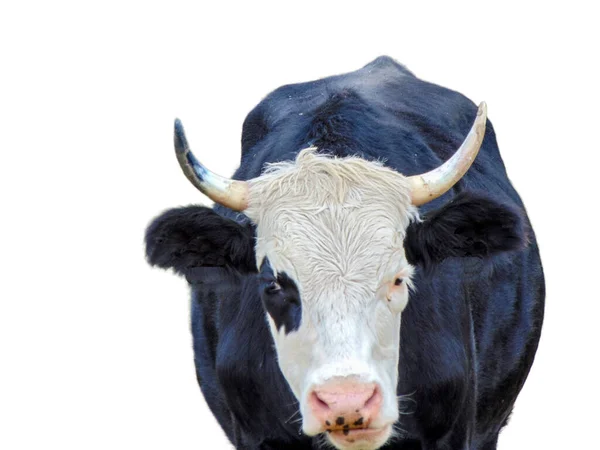 Een Koe Met Zwart Wit Geïsoleerd Witte Achtergrond — Stockfoto