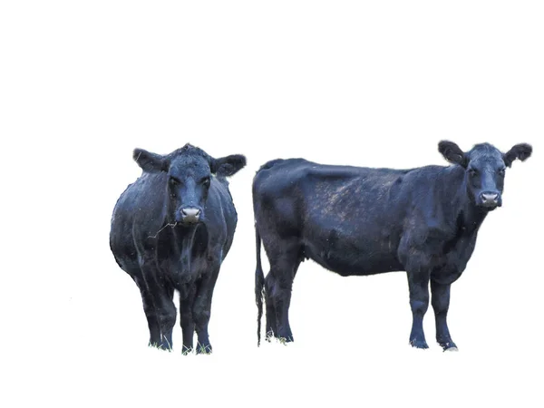 Дві Чорні Ангусові Корови Ізольовані Білому — стокове фото