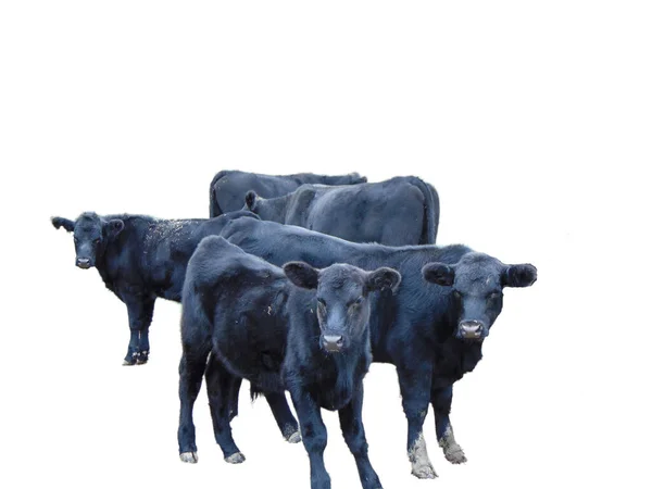 Herde Schwarzer Angus Kühe Isoliert Auf Weißem Grund — Stockfoto