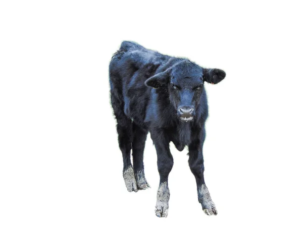 Bezerro Vaca Angus Preto Isolado Branco — Fotografia de Stock
