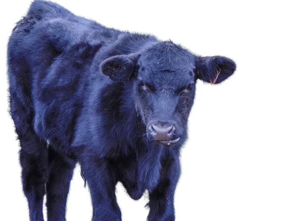 Чёрная Корова Ангус Изолированная Белом — стоковое фото