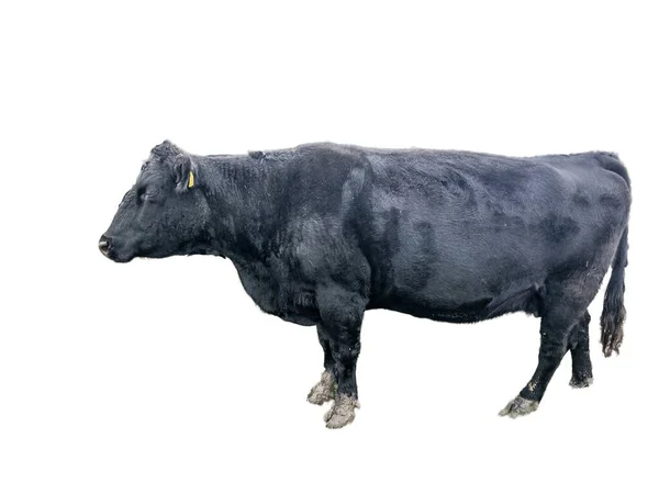 Preto Vaca Angus Isolado Fundo Branco — Fotografia de Stock