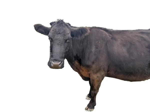 Μαύρη Αγελάδα Angus Απομονωμένη Λευκό Φόντο — Φωτογραφία Αρχείου