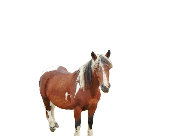 Кінь Ізольований Білому Тлі — стокове фото