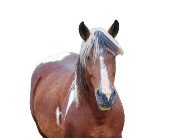 Häst Isolerad Vit Bakgrund — Stockfoto
