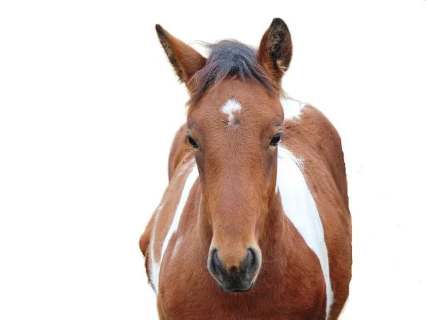 Foal Aislado Sobre Fondo Blanco Retrato Potro —  Fotos de Stock