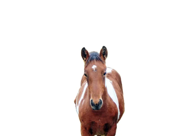 Foal Aislado Sobre Fondo Blanco Retrato Potro — Foto de Stock