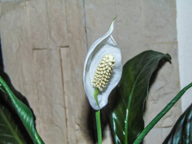 Barış çiçekleri. Spatthiphyllum bitkisi