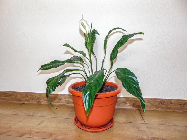 Vrede Lelie Bloem Pot Spathiphyllum Plant — Stockfoto