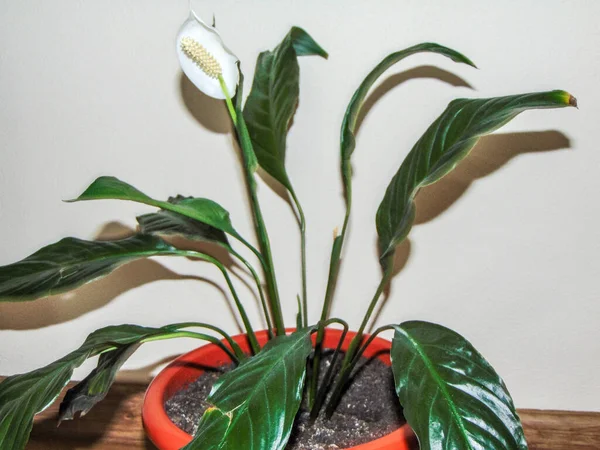 ポットの平和ユリの花 Spathiphyllum植物 — ストック写真