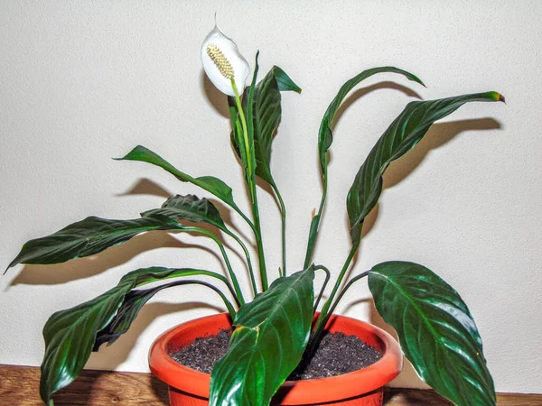 Paix Fleur Lis Dans Pot Spathiphyllum Plante — Photo
