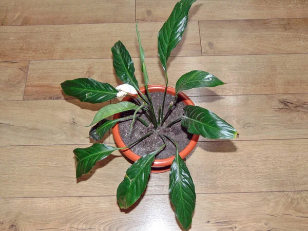 Mír Lilie Květina Hrnci Spathiphyllum Plant — Stock fotografie