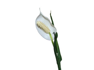 Barış çiçekleri. Spatthiphyllum bitkisi beyaza izole edilmiş.